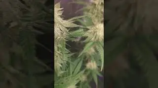 frostyweed platinum mimosa cookies 🤤