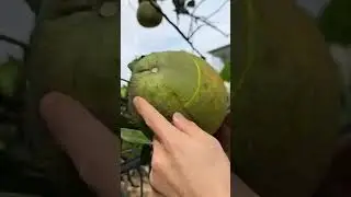 Good orange #goodfruit #fruitcutting #bestdragonfruit #fruitrees #youtubeshorts