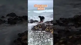 Stingray Rescue Mission #stingray #shorts #animals