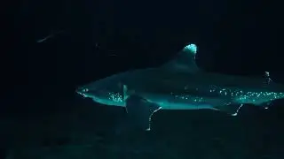 World&rsquo;s Largest Glowing Predator Found in the Deep Ocean! 🌊✨kitefin shark (Dalatias licha)