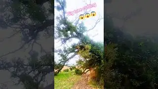 Big tree chainsaw Stihl cutting skill! #wood #treecutting #fall #treeremoval #shortsfeed #shorts