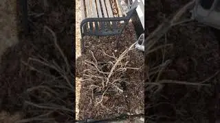 The correct and incorrect way to water a plant. *don&rsquo;t try this at home*
