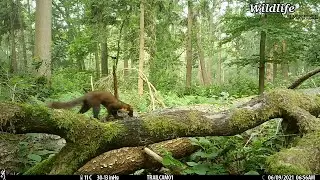 Boommarter (martes martes) - Pine marten (Browning trail cam) - Flanders, Belgium 2021#shorts