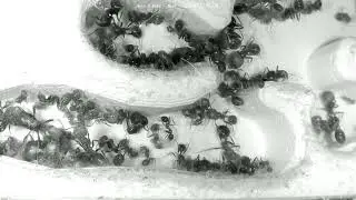 🐜 Nest, Day 1928 #2, Messor Barbarus Ant Farm Video Diary