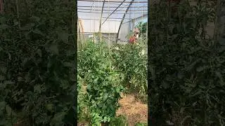 🥬 Veggies Thrive in Paris Community Greenhouse Garden 🌿🌞