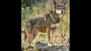 Live Stream Wolf Exhibit