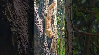Adorable Squirrel Moments Caught on Camera 🐿️📸  #wildlife #nature #cuteanimals #adorable #neverseen