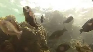 Video from the Ocean Floor at Mile Marker 14 Near Lahaina, Maui