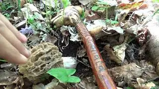 funghi  2021 @, morchelle
