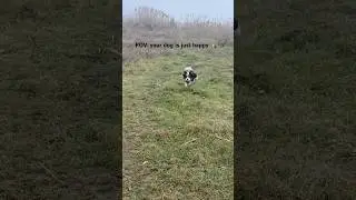 is he fast?     #dog #puppy #cute #free #freedom #nature #happy #animals #pov #shorts #love #foryou