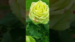 Зеленая роза #природа#flowers#flora#nature#rose#роза#shotrs#top