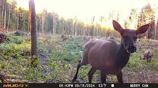 Amazing wild Elk, Bear, and Deer on hidden camera. Happy animals living life