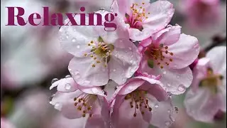 Rain on pink flowers | Relaxing Piano Meditation | Study song — Extended