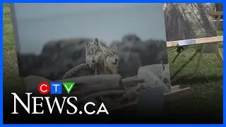 Calls to end B.C.&rsquo;s wolf cull