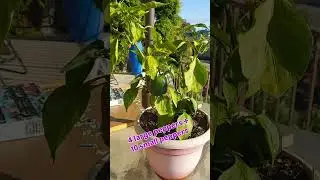 What #fertilizer is best for potted bell pepper plants? #gardeningtips