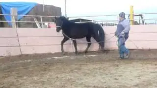 TWH STALLION EXCALIBER