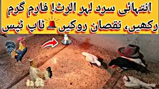 Winter 2026 Ki Extreme Sardiyon Mein Poultry Farm Ko Garam Rakhnay Kay Best Tips! 🔥 