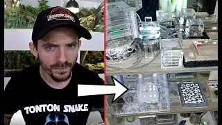 Une aire de CHASSE de plus en plus blindée de FOURMIS ! Vlog Messor barbarus