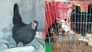 কতগুলো মুরগি একসাথে ডিম পাড়তে চলে এলো 🐓