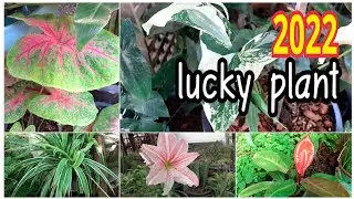 5 lucky plant 2022 plant to grow at home|planttogrow