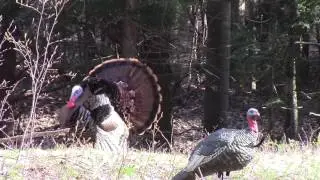 2015 Turkey Hunt - Nick Calandrelli & Ian Emes