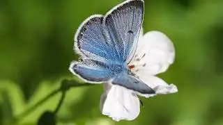 Nature Video 30 Seconds WhatsApp Status Video Nature Background Videos