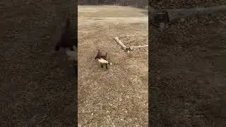 7 week old lab/gsp retrieval training (part 1) #puppy #chocolate #labrador #germanshorthairedpointer
