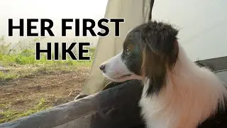 First Time Hiking with Our Border Collie