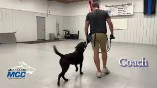 Dog Training - MCC Dog Obedience Bootcamp Update Video (09-22-2025)