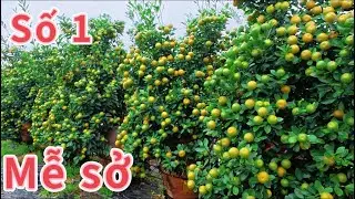 SIÊU PHẨM “” Quất Văn Giang Hưng Yên 