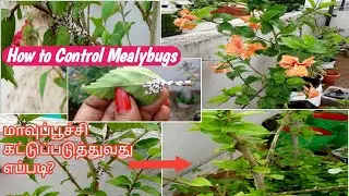 How to Control Mealybugs|மாவுப்பூச்சி|Tips to Control Mealybugs|Simple solution for Mealybugs|Tamil