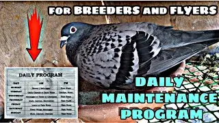 DAILY PROGRAM PARA SA MGA KALAPATI NATIN - BREEDERS - FLYERS - YOUNGSTERS -INAKAY