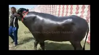 M29 bull son male murrah bull