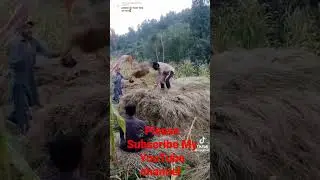 How To we Save Grass For Her Animals in winter#gojri_culture #chakothi #gojrivideo #Pasoori #gujjars