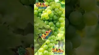 Beneficios de las Uvas Verdes
