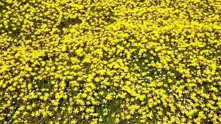 Spring flowers, Cape Town, South Africa