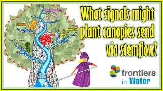 #AGU2022 What signals might plant canopies send via stemflow?