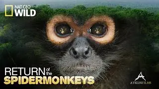 [Teaser] Return of the Spider Monkeys for Nat Geo Wild by Ateles Films