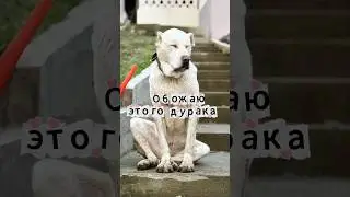Немного юмора и любви вам в ленту 🙏😅 #помощьбездомнымживотным #собака