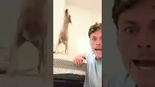 Dog's little expression#dog#funny#funnyanimals#funnypets#animals&nbsp;#pet&nbsp;#foryou&nbsp;#longervideos