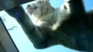 Hi tiger above me