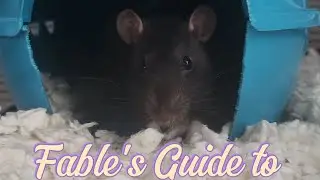 Fable's Guide to a Healthier Lifestyle