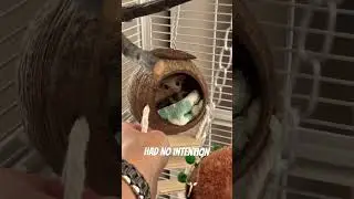 Unboxing our new sugar glider carrier! #cutepets #sugargliderlover #animals