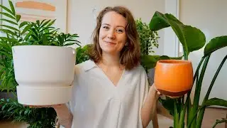 MEGA Planten Shoplog  - Paradijsvogelplant 1 meter! - Kamerplanten unboxing - PELABLE