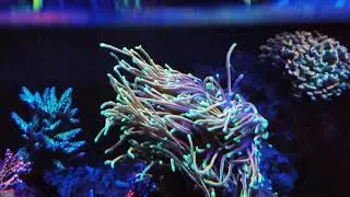 Dragon soul torch colony
