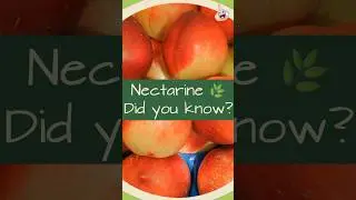 The Benefits of #Nectarine