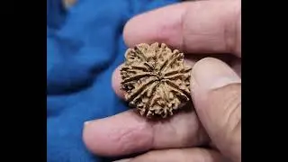 Certified original nepal 🇳🇵 origin rudraksha 
