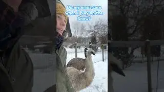 Emus and Snow ❄️ #emu #snowangel #snow #winter #farm #funnyanimals #silly #cuteanimals #homestead