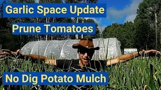 Garlic spacing update.  Prune your Tomato Plants Now.  No Dig Potato Mulching Tips.