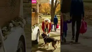 Kindness 🐶 Dog Saves Little Girl from Danger! #kindness #doghero #shorts